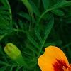 Tagetes 'Jaguar', flowers
