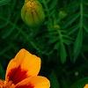 Tagetes 'Jaguar', flowers