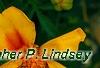 Tagetes 'Jaguar', flowers