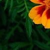 Tagetes 'Jaguar', flowers