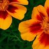 Tagetes 'Jaguar', flowers
