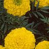 Tagetes 'Jubilee Golden', flowers