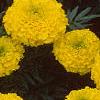 Tagetes 'Jubilee Golden', flowers