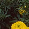 Tagetes 'Jubilee Golden', flowers