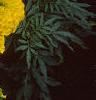 Tagetes 'Jubilee Golden', flowers