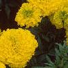 Tagetes 'Jubilee Golden', flowers