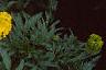Tagetes 'Jubilee Golden', flowers