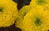 Tagetes 'Jubilee Golden', flowers