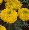 Tagetes 'Jubilee Golden', flowers