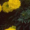 Tagetes 'Jubilee Golden', flowers