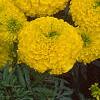 Tagetes 'Jubilee Golden', flowers