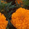 Tagetes 'Jubilee Orange', flowers
