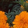 Tagetes 'Jubilee Orange', flowers