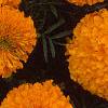 Tagetes 'Jubilee Orange', flowers