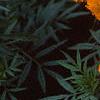 Tagetes 'Jubilee Orange', flowers