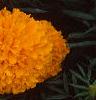 Tagetes 'Jubilee Orange', flowers