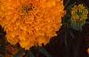 Tagetes 'Jubilee Orange', flowers
