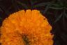 Tagetes 'Jubilee Orange', flowers
