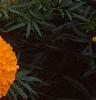 Tagetes 'Jubilee Orange', flowers