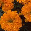 Tagetes 'Jubilee Orange', flowers