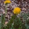 Taraxacum campylodes, habit