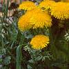 Taraxacum campylodes, habit