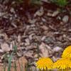 Taraxacum campylodes, habit