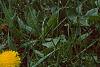Taraxacum campylodes, habit