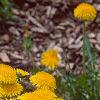 Taraxacum campylodes, habit