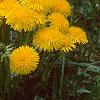 Taraxacum campylodes, habit