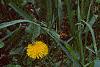 Taraxacum campylodes, habit