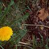 Taraxacum campylodes, flowers