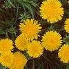 Taraxacum campylodes, flowers