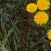 Taraxacum campylodes, flowers