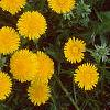 Taraxacum campylodes, flowers