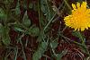 Taraxacum campylodes, flowers