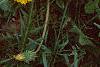 Taraxacum campylodes, flowers