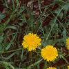 Taraxacum campylodes, flowers