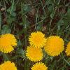 Taraxacum campylodes, flowers