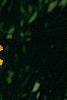 Taraxacum campylodes, flowers