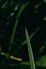 Taraxacum campylodes, flowers