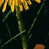 Taraxacum campylodes, flowers