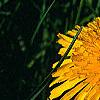 Taraxacum campylodes, flowers