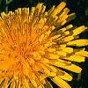 Taraxacum campylodes, flowers