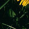 Taraxacum campylodes, flowers
