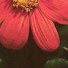 Tithonia rotundifolia, flowers