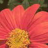 Tithonia rotundifolia, flowers