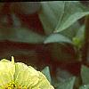 Zinnia elegans 'Envy', flowers