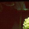 Zinnia elegans 'Envy', flowers