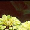 Zinnia elegans 'Envy', flowers